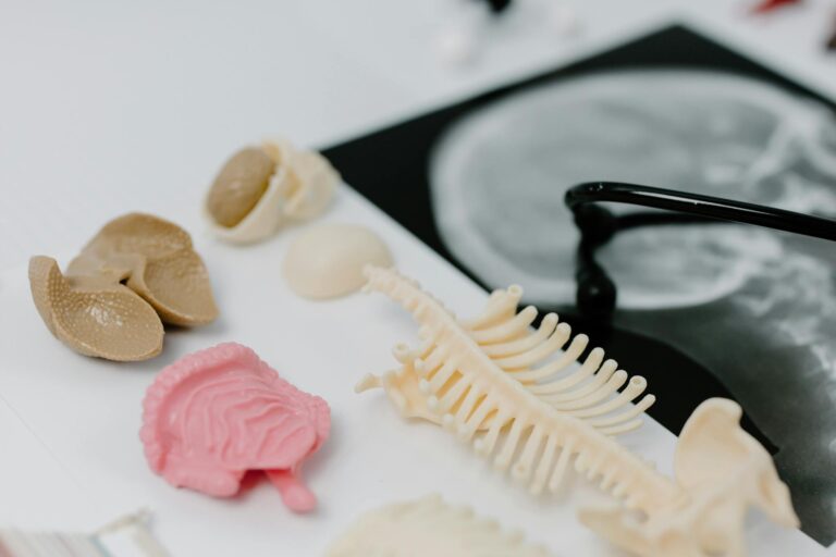 Detailed anatomical models and X-ray image in a medical study setup.
